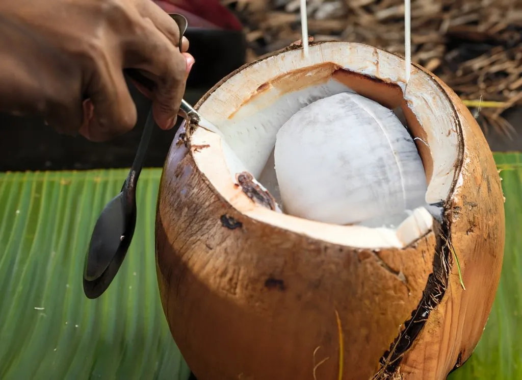 Tapping a whole coconut with the blunt side of a cleaver to induce cracking
