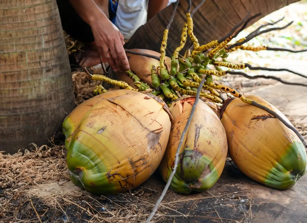 Harvesting of Coconuts