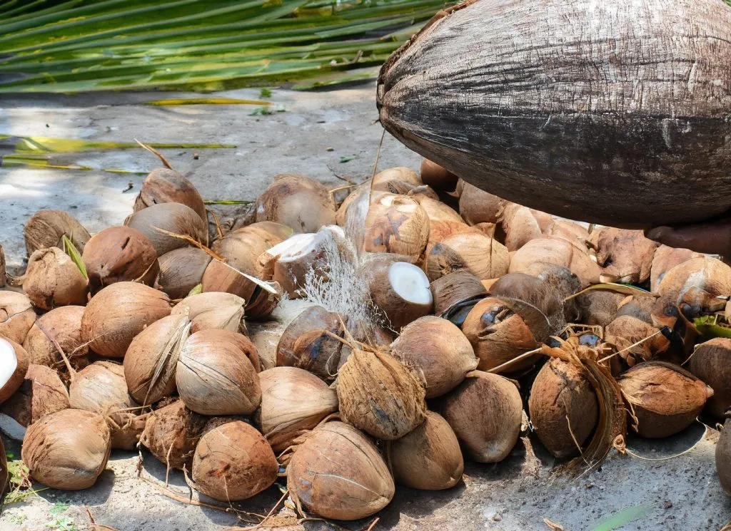 How do you extract the coconut seed from the shell