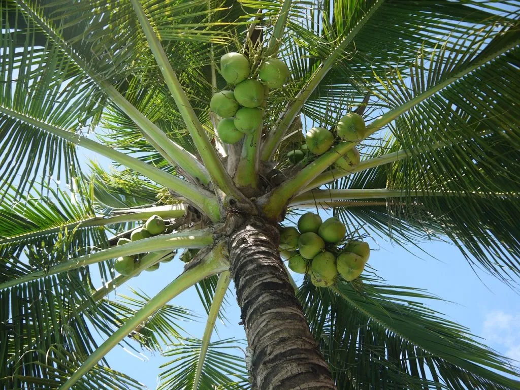 Do Coconuts Grow From Seeds
