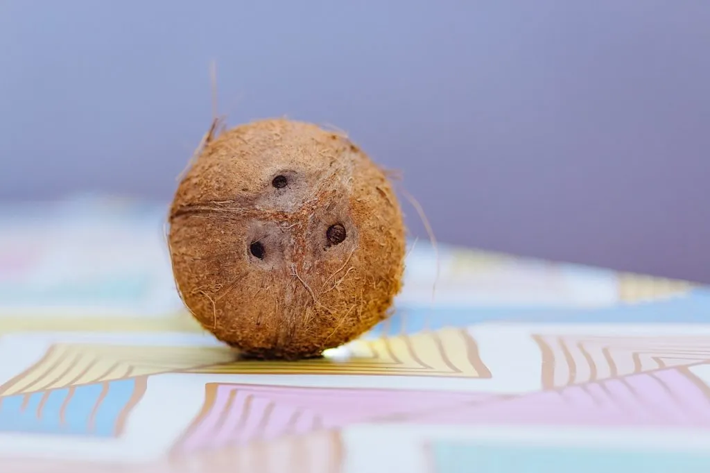 What Are the Three Dots on a Coconut