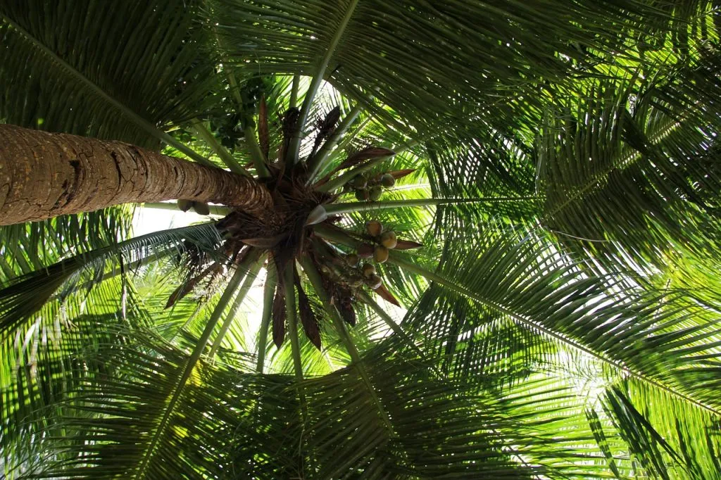 The Reproduction of Coconuts