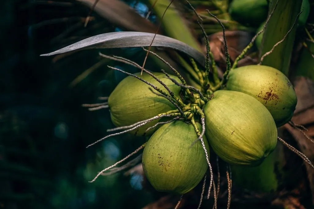 What are the different varieties of coconuts