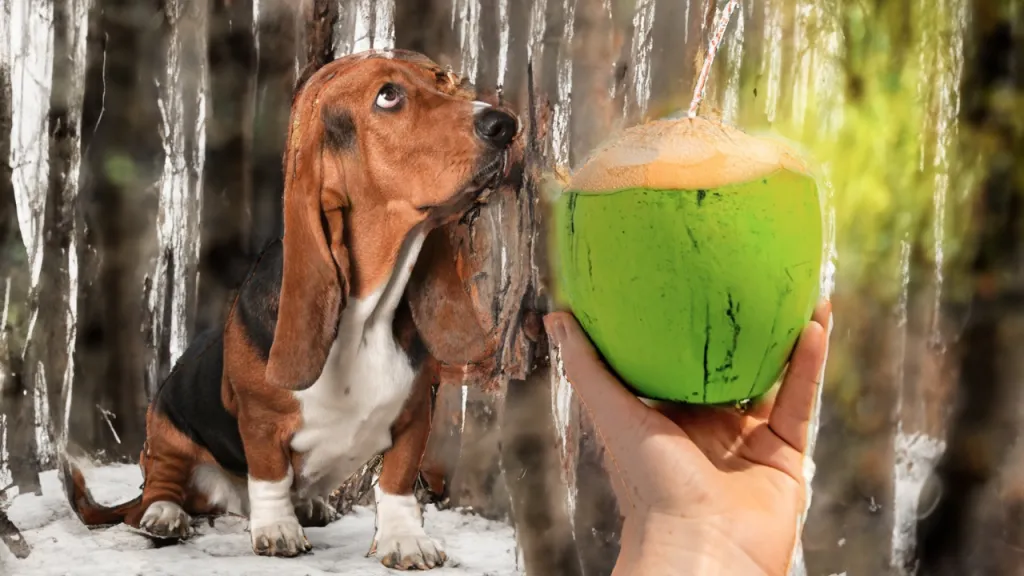Coconut Water for Dogs