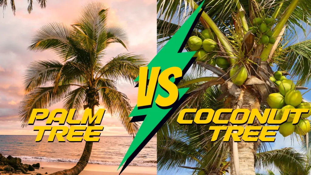 Coconut vs. Palm Trees